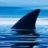 paul&shark