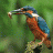 fishermann_hazal