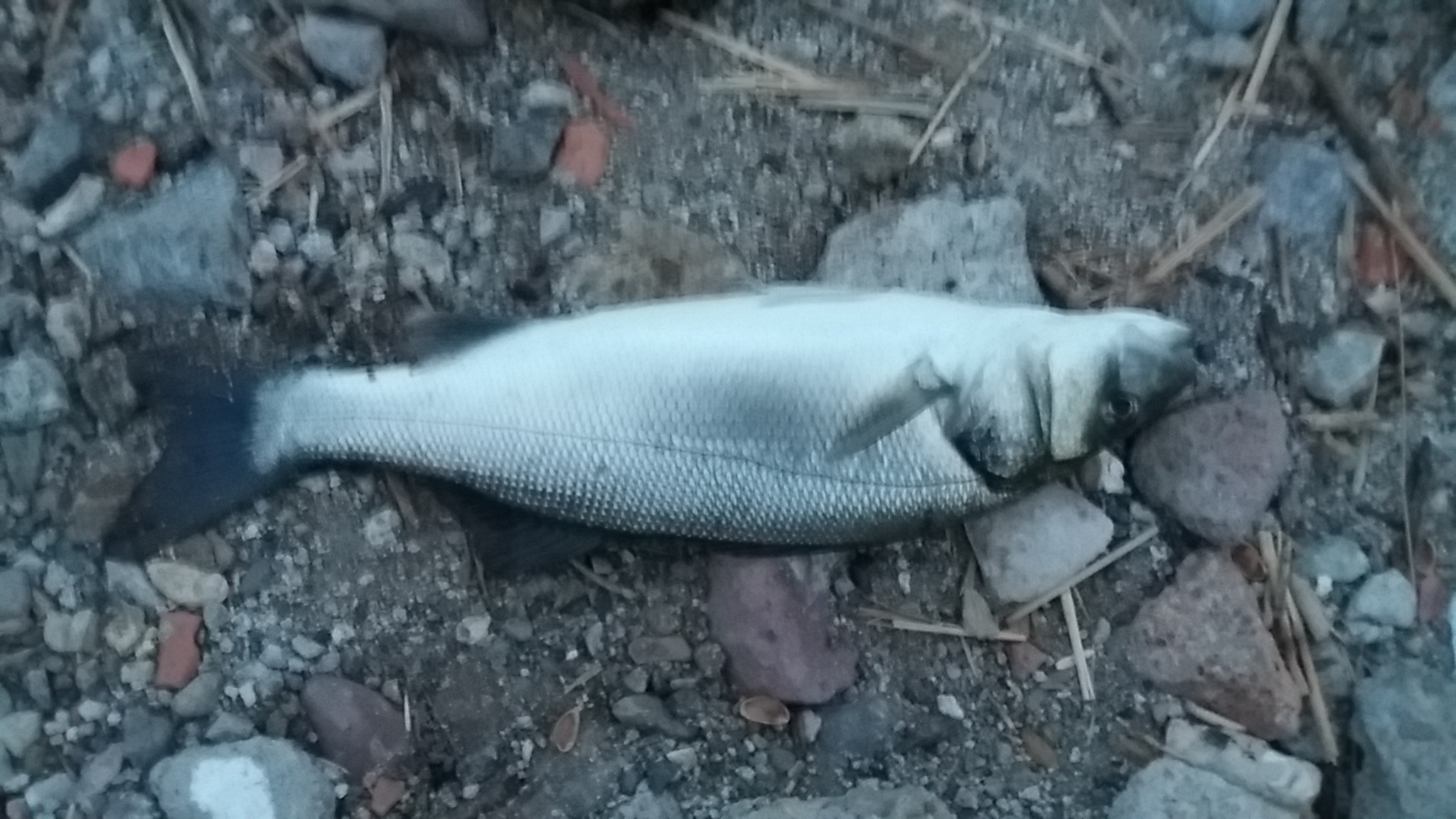 20170203_184511.jpg