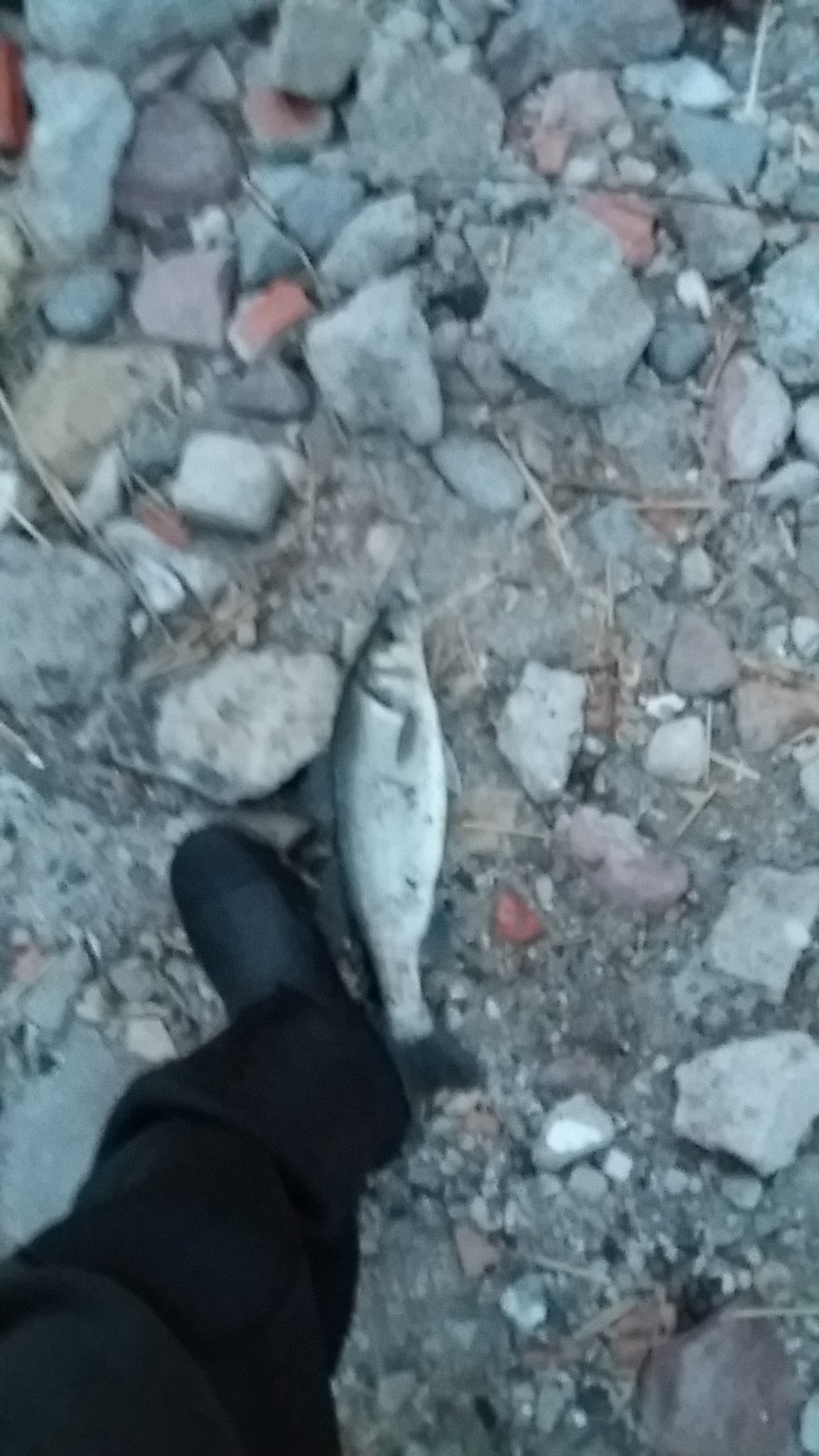 20170203_184721.jpg