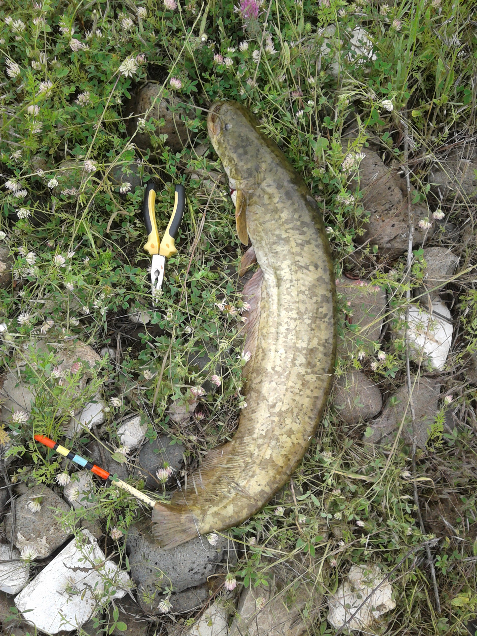 20180513_124245.jpg