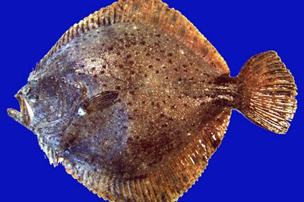 kalkan-baligi_366320_m.jpg