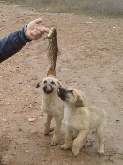 köpek balık.png