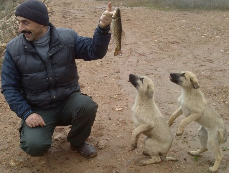 köpek.png