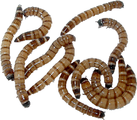 Large-Superworms-2.png