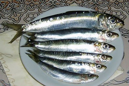 SARDALYA[1].jpeg