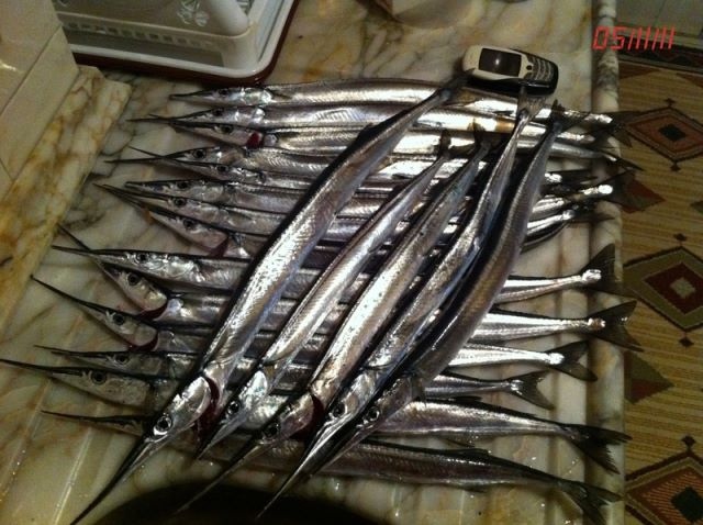 Кости саргана фото Кости саргана фото